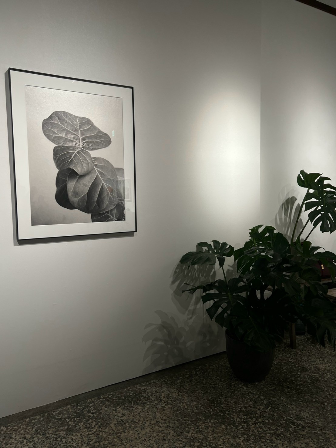展覽角落植栽配置