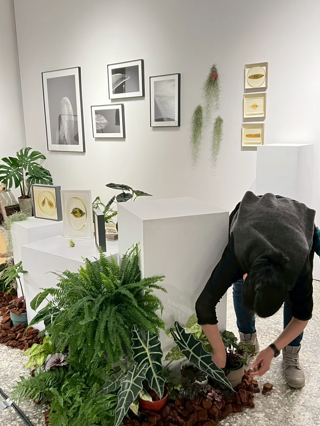 現場植栽細節調整