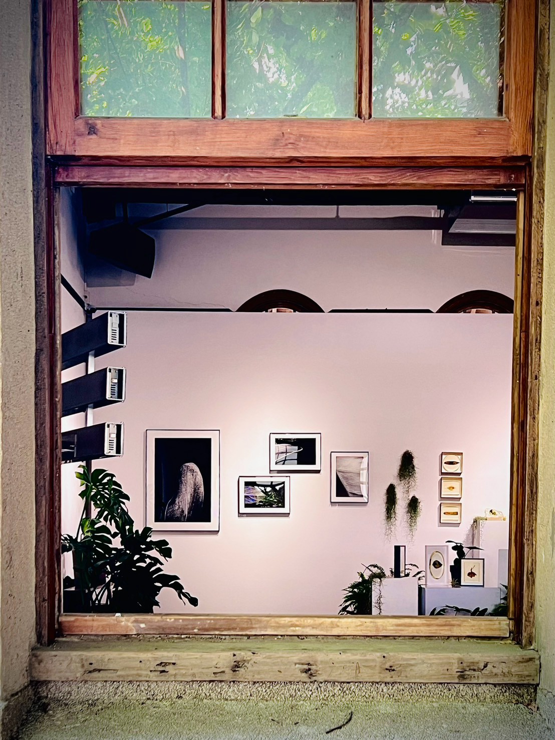 從窗口望進展場,看見植栽與作品的另一個角度