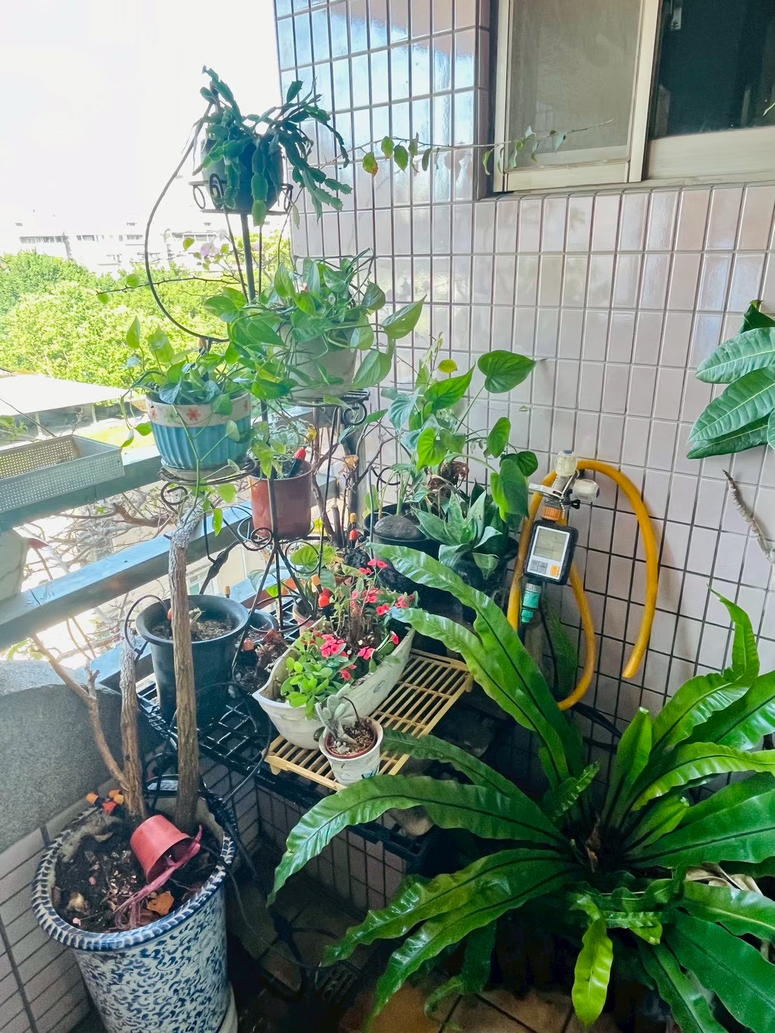 住宅植栽診整後