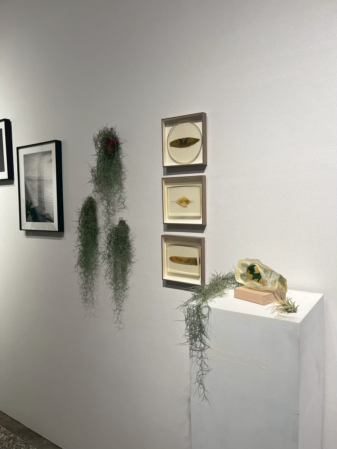 垂吊植栽與展品細節