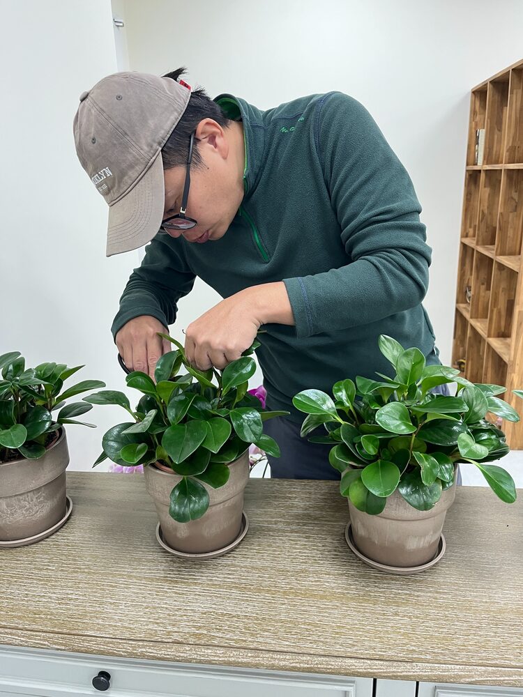 植物修整